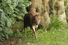 Muntjac