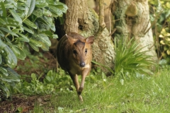 Muntjac