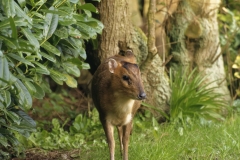 Muntjac