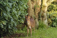 Muntjac