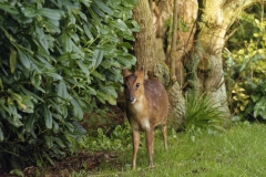 Muntjac