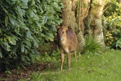 Muntjac