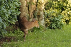 Muntjac