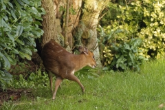 Muntjac