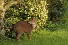 Muntjac