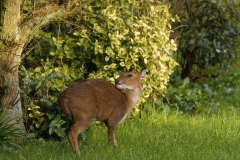 Muntjac