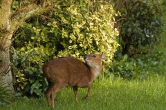 Muntjac