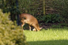 Muntjac