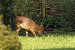 Muntjac