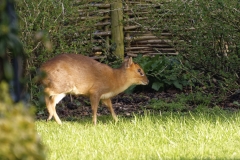 Muntjac