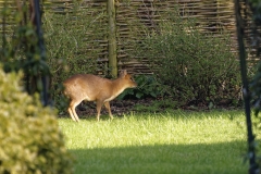 Muntjac