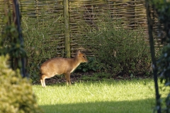 Muntjac