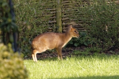 Muntjac