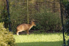 Muntjac