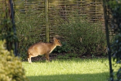 Muntjac