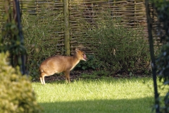 Muntjac