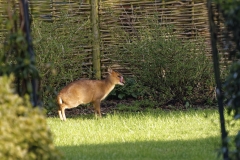 Muntjac