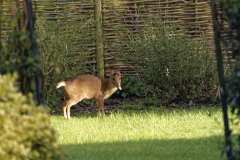 Muntjac