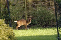 Muntjac