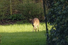 Muntjac