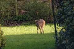 Muntjac