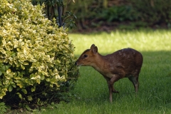 Muntjac