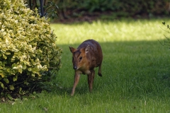 Muntjac