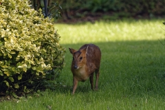 Muntjac