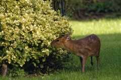 Muntjac