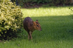 Muntjac