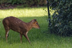 Muntjac