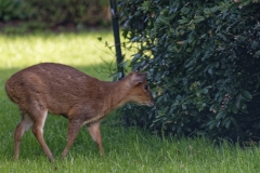 Muntjac