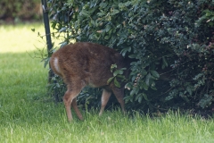 Muntjac