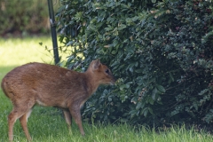 Muntjac