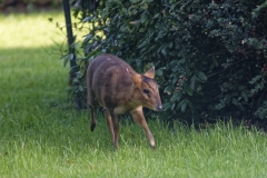 Muntjac