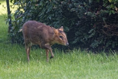 Muntjac