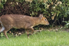 Muntjac