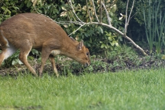 Muntjac