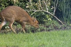 Muntjac