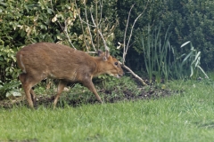 Muntjac