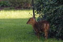 Muntjac