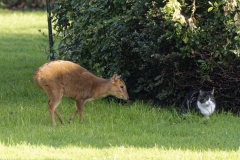 Muntjac & Cat