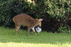 Muntjac & Cat