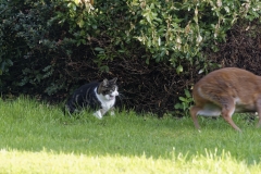 Muntjac & Cat