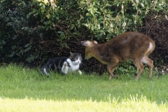 Muntjac & Cat