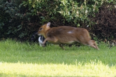 Muntjac & Cat