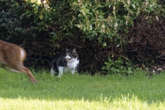 Muntjac & Cat