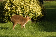 Muntjac