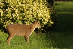 Muntjac