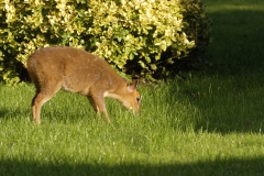 Muntjac